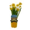 10cm Daffodil Tete A Tet In Cancer Support Pot - Narcissus pseudonarcissus