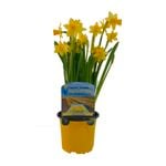 10cm Daffodil Tete A Tet In Cancer Support Pot - Narcissus pseudonarcissus
