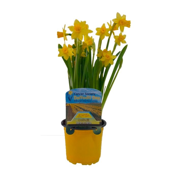 10cm Daffodil Tete A Tet In Cancer Support Pot - Narcissus pseudonarcissus