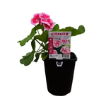 150mm Geranium Fairy White Splash - Pelargonium hortorum