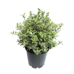 2.4L Pittosporum Silverball - Pittosporum tenuifolium