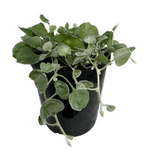 125mm Dichondra - Shade Sensations Range