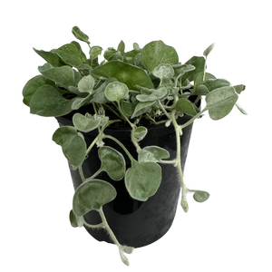125mm Dichondra - Shade Sensations Range