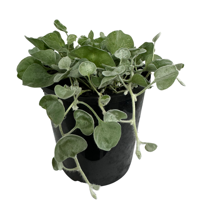 125mm Dichondra - Shade Sensations Range