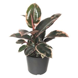 300mm Rubber Plant - Ficus elastica Ruby
