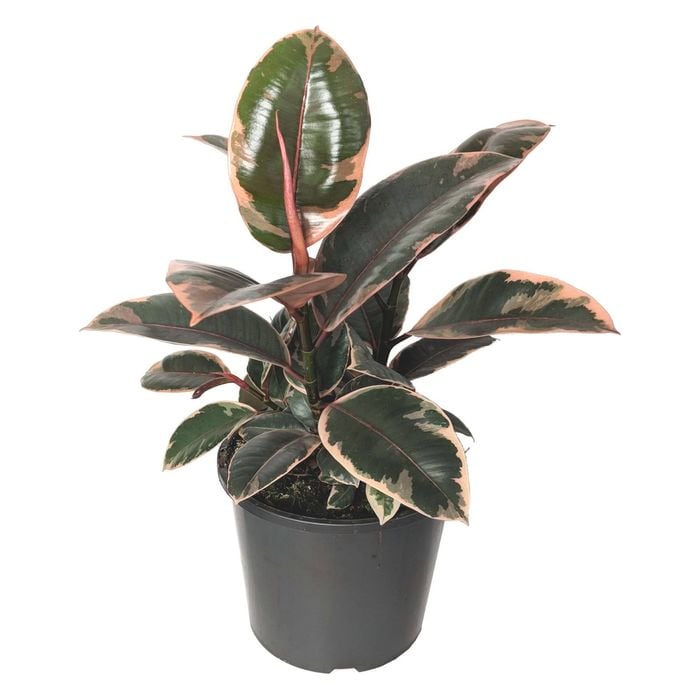 300mm Rubber Plant - Ficus elastica Ruby