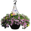 270mm Tropicana Mix Hanging Basket  -  Various
