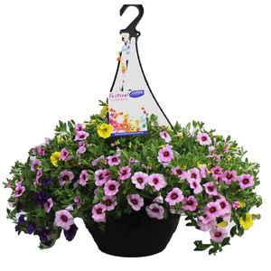 270mm Tropicana Mix Hanging Basket  -  Various