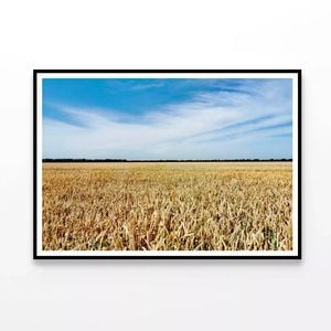 Large Field Of Crops under Sky  Print 100% Australian Made 90x60cm  (Poster)