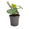 130mm Prayer Plant - Calathea orbifolia