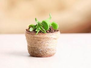 Venus flytrap plant growing in a small pot wrapped in twine
