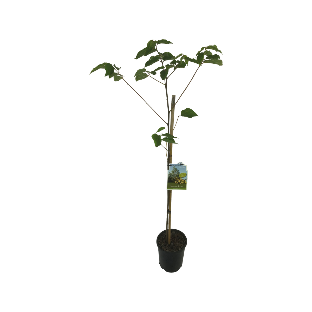 3L Japanese Raisin Tree - Hovenia dulcis - Bunnings New Zealand