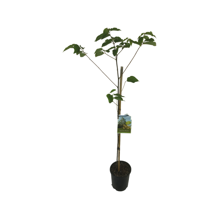 3L Japanese Raisin Tree - Hovenia dulcis