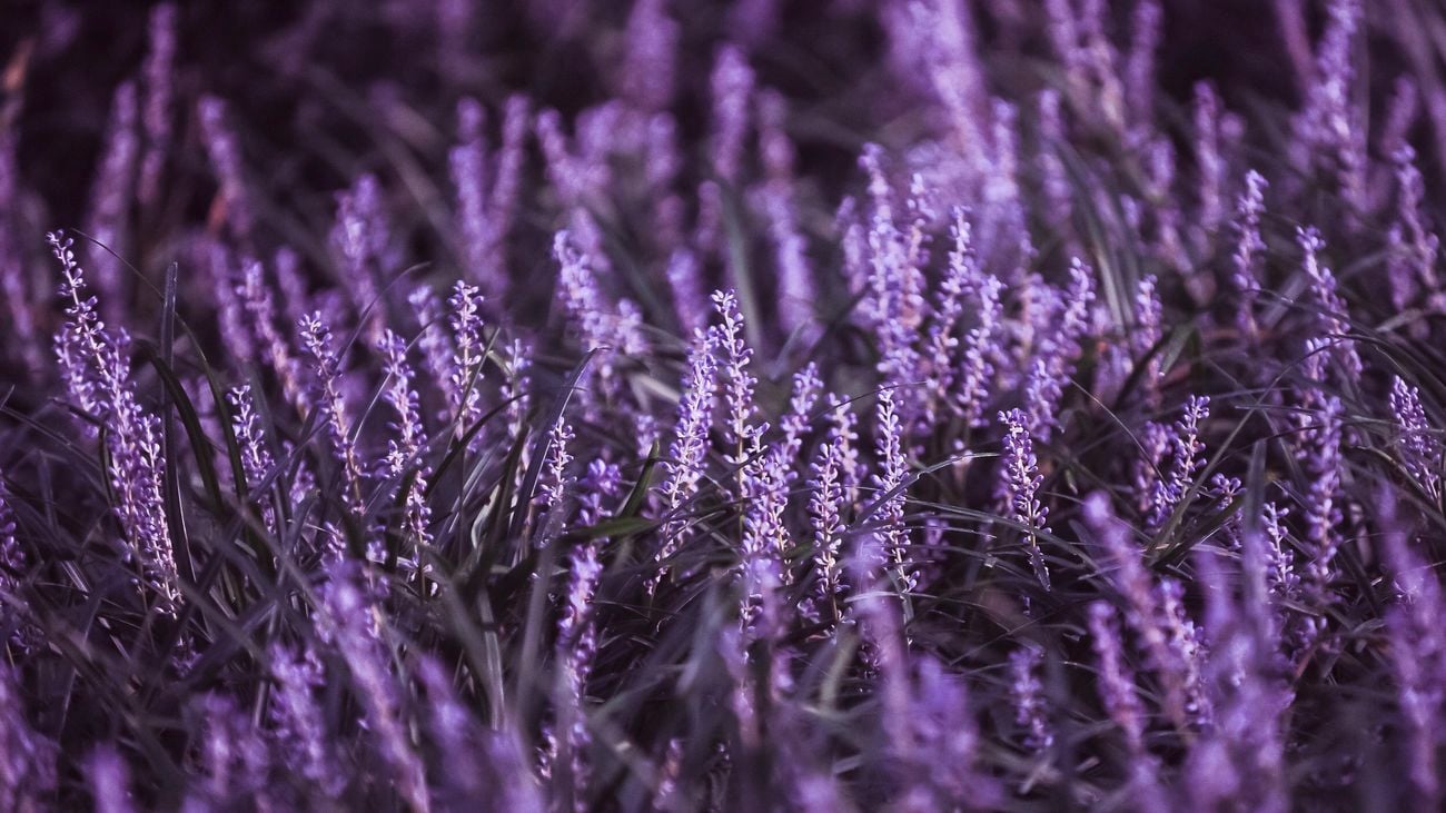 Vibrant purple hue of salvia flowers in a close up