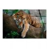 Tiger Is Laying on Tree  Print 100% Australian Made 50 x 40cm  (Acrylic)