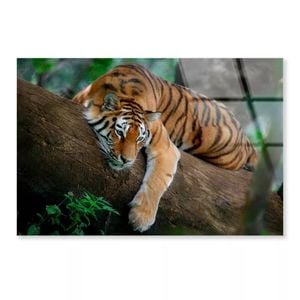 Tiger Is Laying on Tree  Print 100% Australian Made 50 x 40cm  (Acrylic)