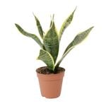 120mm Mother-In-law's Tongue - Sansevieria superba