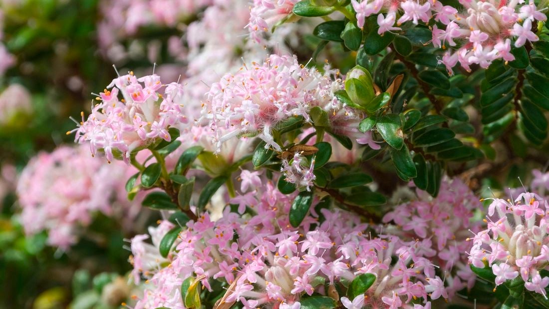 A close-up of a rice flower plant with clusters of small pink flowers and green leaves.
