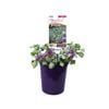 140mm Lamium Orchid Frost - Lamium maculatum