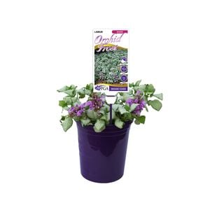 140mm Lamium Orchid Frost - Lamium maculatum
