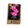 Yarra Valley Bulbs Gladioli Cantate 4 Pack