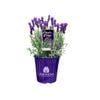 200mm Lavender LAVINNOVA® Purple Reign - Lavandula hybrid