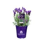 200mm Lavender LAVINNOVA® Purple Reign - Lavandula hybrid