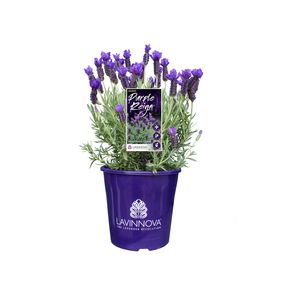 200mm Lavender LAVINNOVA® Purple Reign - Lavandula hybrid