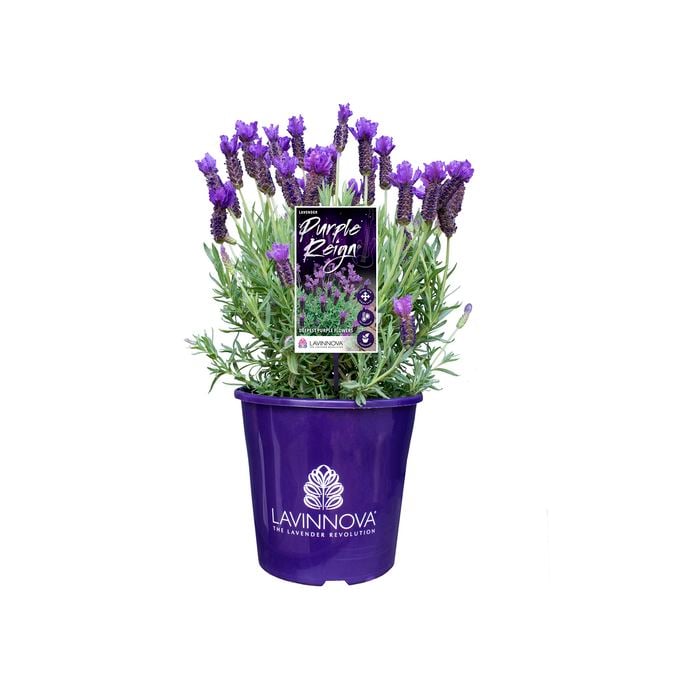 200mm Lavender LAVINNOVA® Purple Reign - Lavandula hybrid