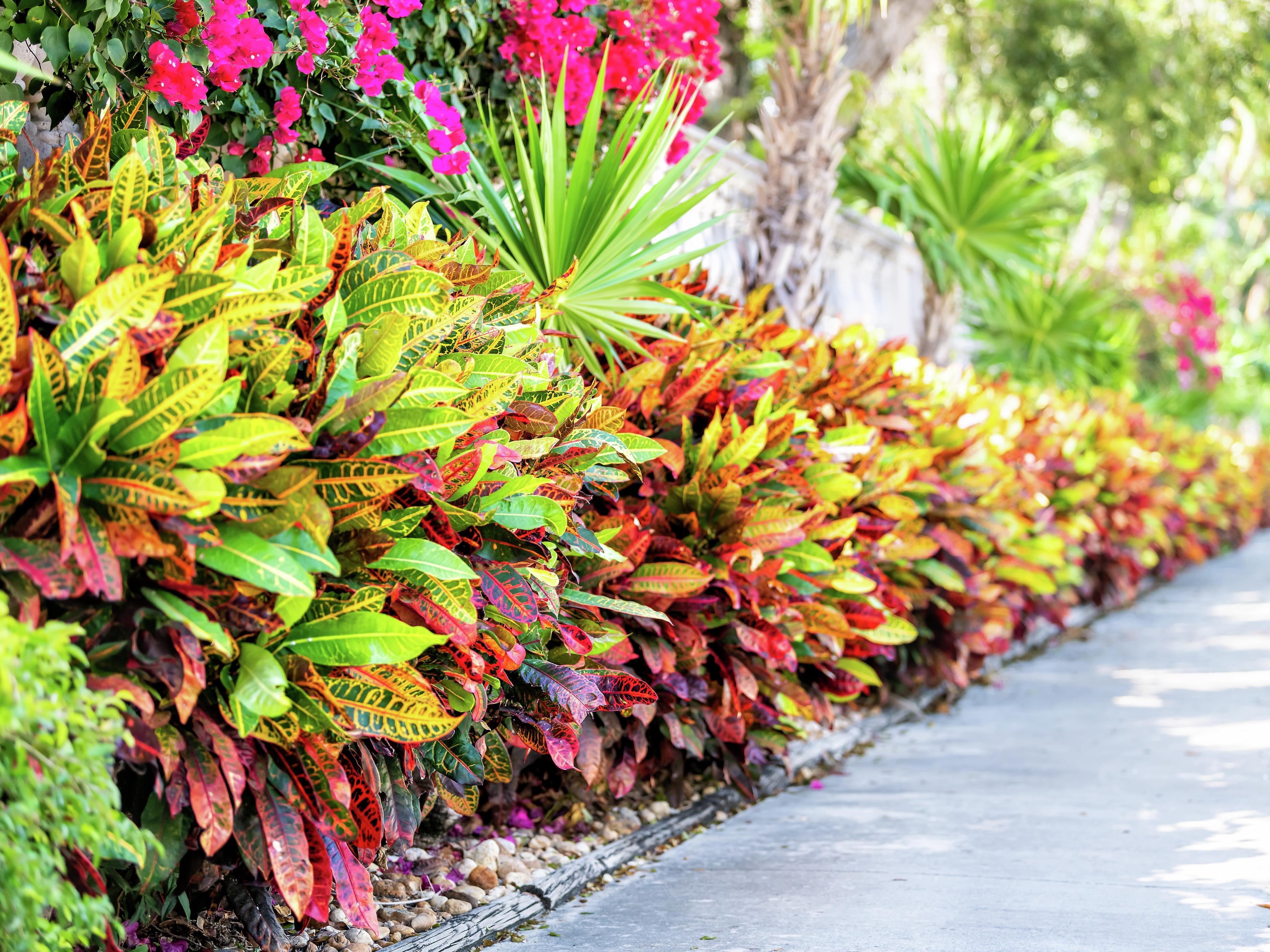 How To Grow And Care For Croton - Bunnings New Zealand