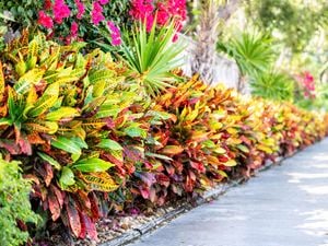 wide shot of croton plants planted up against a path