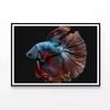 Fish Swimming In the Water  Print 100% Australian Made 90x60cm  (Poster)