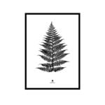 Modern Furniture Large Fern Print 74x54cm in Black Frame