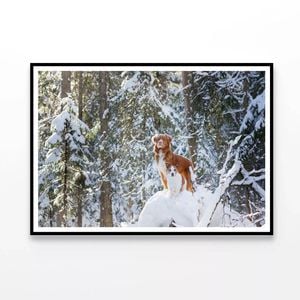 Fox On the Snow in a Forest  Print 100% Australian Made 120x90cm  (Poster)