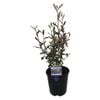 1.9L Corokia Frosted Chocolate 'Hedge It Range' - Corokia