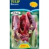 Tulip Rococo - 5 Bulbs