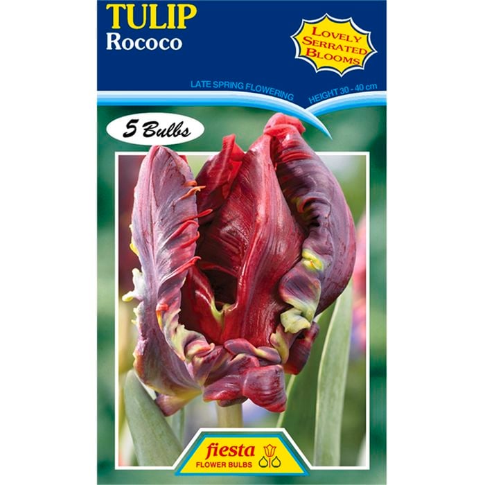 Tulip Rococo - 5 Bulbs