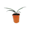 1.1L Clivia Orange - Clivia miniata