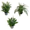 1.3L Assorted Ferns
