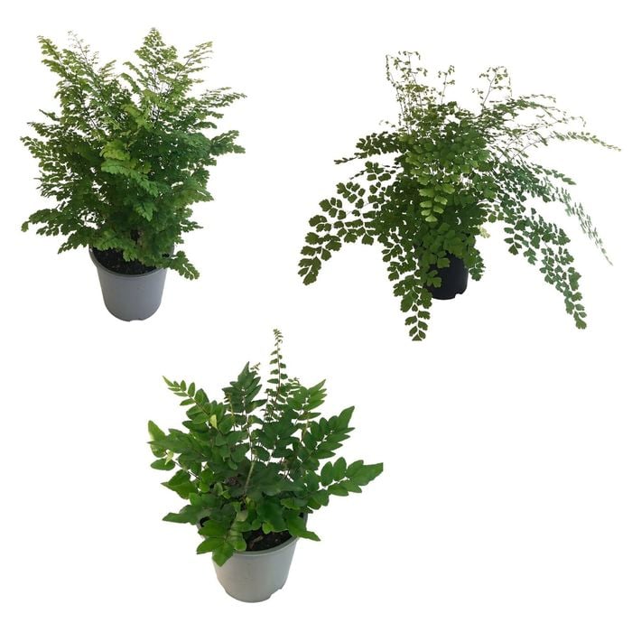 1.3L Assorted Ferns