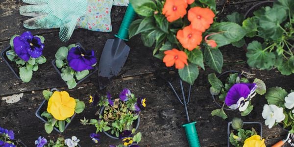 Purple, yellow and orange flowers.
