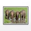 Elephants Peacefully Grazing  Print 100% Australian Made 120x90cm  (Poster)