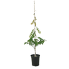 3.5L Wisteria Assorted - Wisteria floribunda