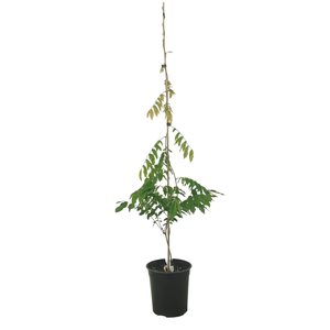 3.5L Wisteria Assorted - Wisteria floribunda