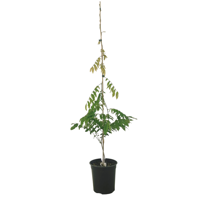 3.5L Wisteria Assorted - Wisteria floribunda