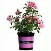 17cm Apple Blossom Carpet Rose - Rosa noaschnee