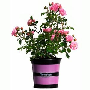 17cm Apple Blossom Carpet Rose - Rosa noaschnee