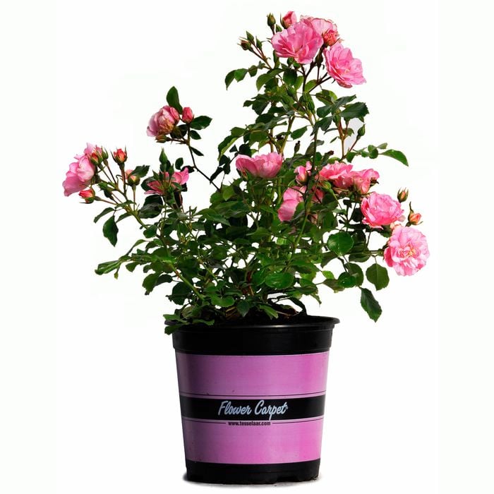 17cm Apple Blossom Carpet Rose - Rosa noaschnee