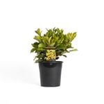 200mm Hymenosporum Gold Nugget - Hymenosporum flavum