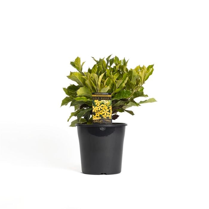 200mm Hymenosporum Gold Nugget - Hymenosporum flavum